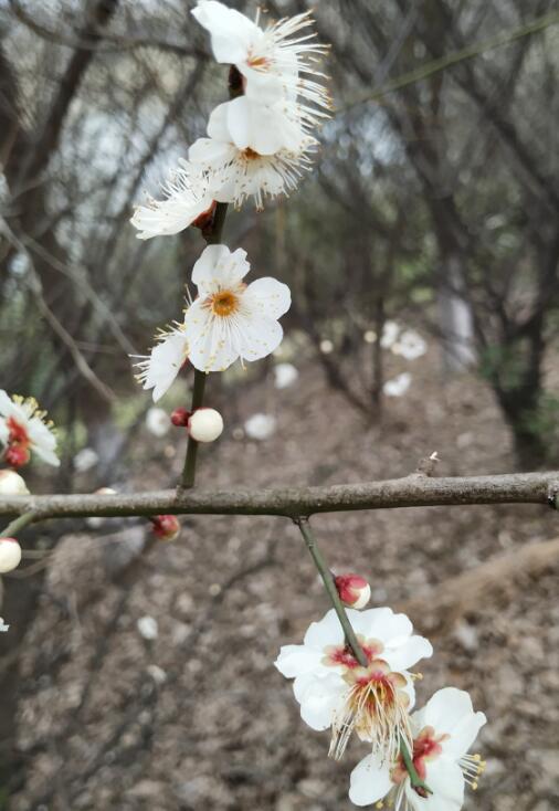 儿童过敏性鼻炎